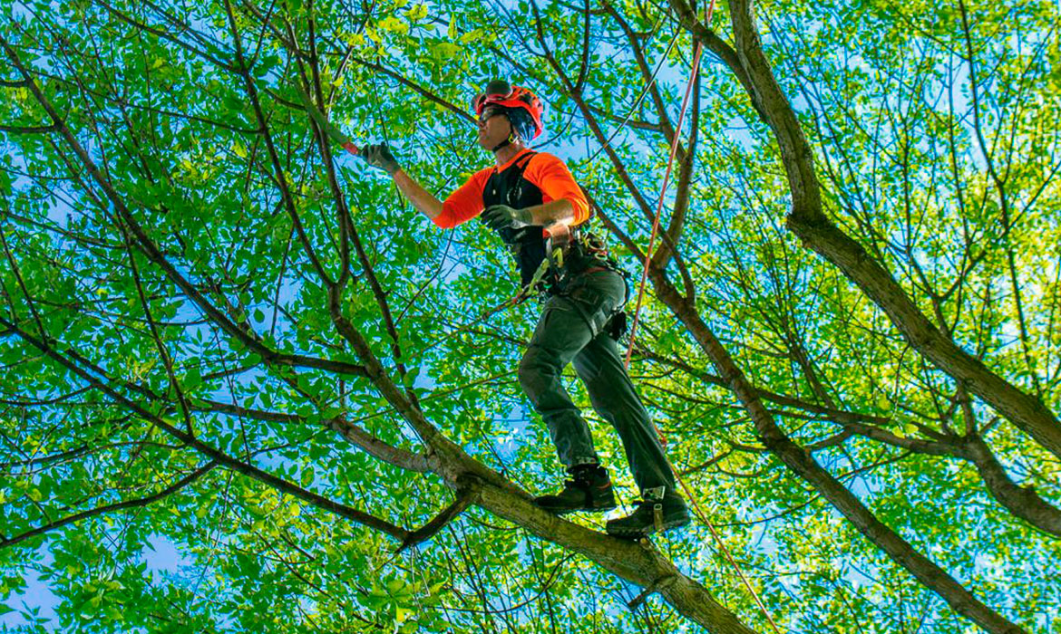 Pruning & Trimming